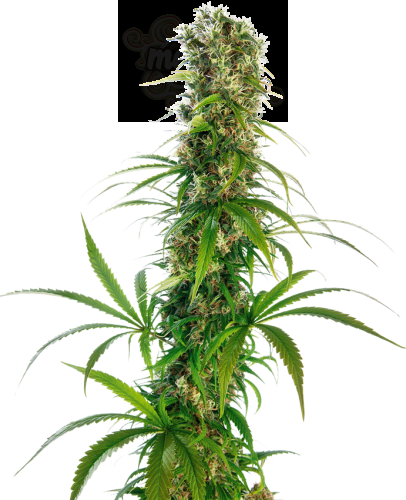 Sensi Seeds - Michka