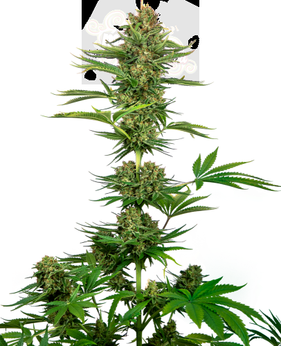 Sensi Seeds - Satin Black Domina CBD