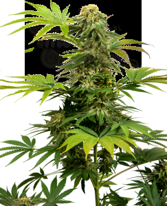 Sensi Seeds - Black Harlequin