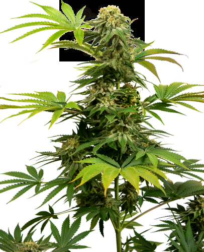 Sensi Seeds - Black Harlequin
