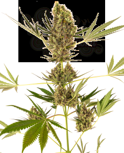 Sensi Seeds - Alpine Delight CBD Auto