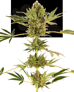 Sensi Seeds - Himalayan CBD