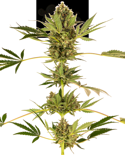 Sensi Seeds - Himalayan CBD