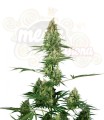 Sensi Seeds - Silver Fire