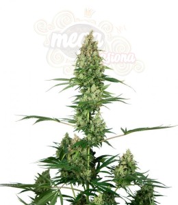 Sensi Seeds - Silver Fire