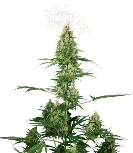 Sensi Seeds - Silver Fire