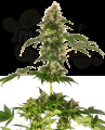 Sensi Seeds - Cobalt Haze