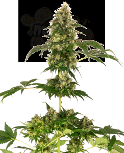 Sensi Seeds - Cobalt Haze
