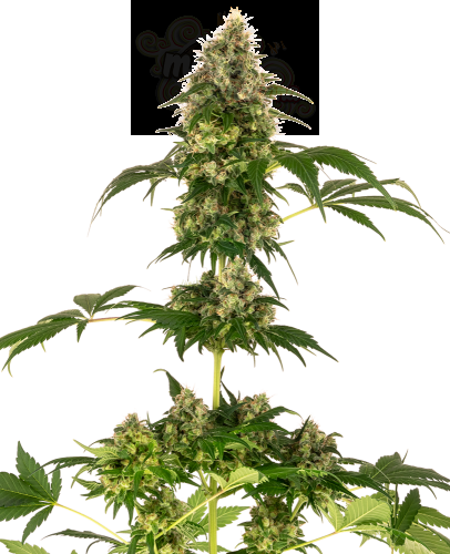 Sensi Seeds - Cobalt Haze