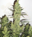 Devil's Kiss XL Auto