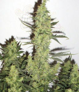 Devil's Kiss XL Auto