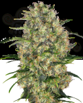 Sensi Seeds - Black Domina