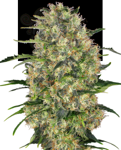 Sensi Seeds - Black Domina