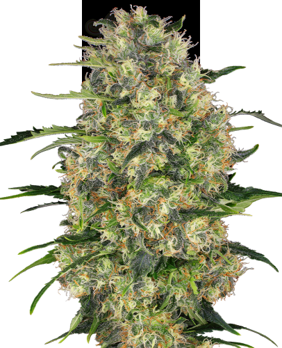 Sensi Seeds - Black Domina
