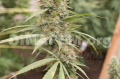 DINAFEM - Strawberry Amnesia