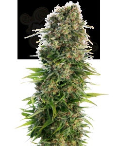 Sensi Seeds - Hindu Kush Automatic
