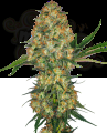 Sensi Seeds - Hindu Kush