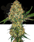 Sensi Seeds - Hindu Kush