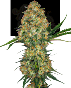 Sensi Seeds - Hindu Kush