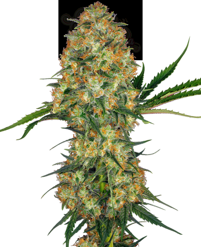 Sensi Seeds - Hindu Kush