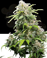 Sensi Seeds - California Indica