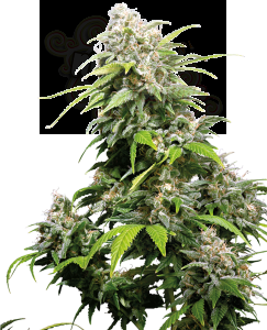 Sensi Seeds - California Indica