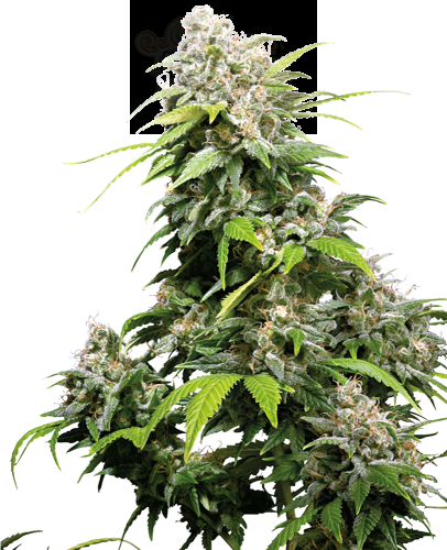 Sensi Seeds - California Indica