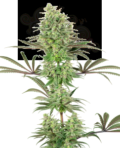 White Label - Double Banana Kush