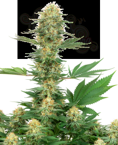 White Label - Gelato #420