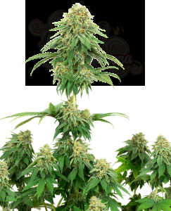 White Label - Girl Scout Cookies