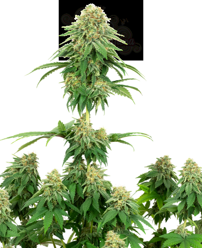 White Label - Girl Scout Cookies