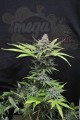 CBD Critical Mass (Odmiana medyczna)