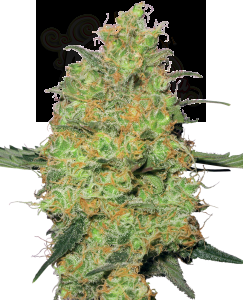 White Label - Master Kush Automatic