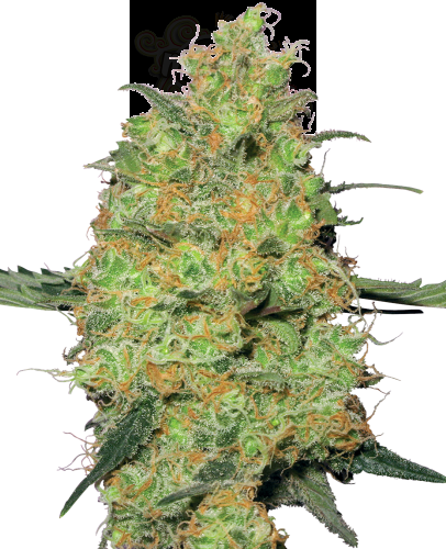 White Label - Master Kush Automatic