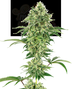 White Label - Nicole Hindu Kush