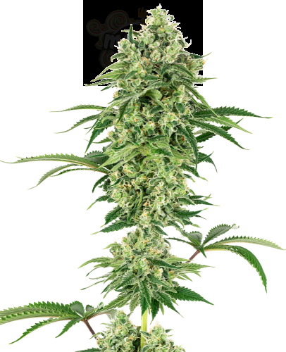White Label - Nicole Hindu Kush