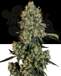 White Label - OG Kush