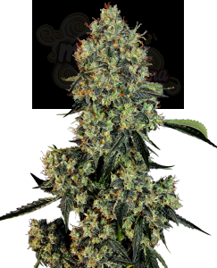 White Label - OG Kush