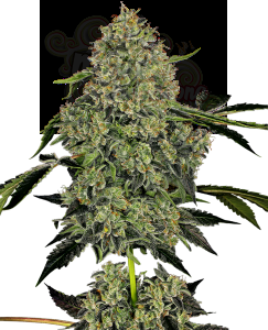 White Label - OG Kush Auto