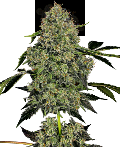 White Label - OG Kush Auto
