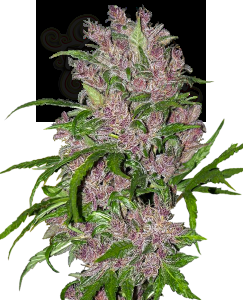 White Label - Purple Bud Automatic