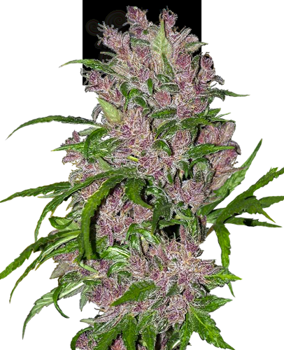 White Label - Purple Bud Automatic
