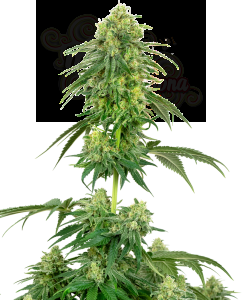 White Label - Strawberry Kush