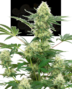White Label - Wedding Cheesecake