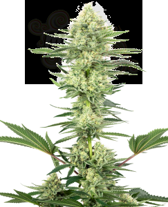 White Label - White Gorilla Haze
