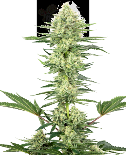 White Label - White Gorilla Haze