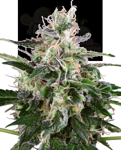 White Label - White Skunk Automatic