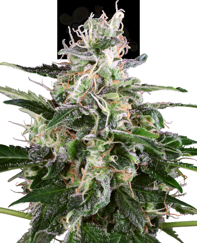 White Label - White Skunk Automatic