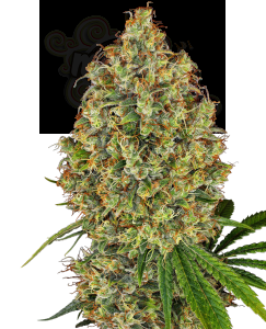 White Label - AK-420