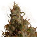 ROYAL QUEEN SEEDS - White Widow®